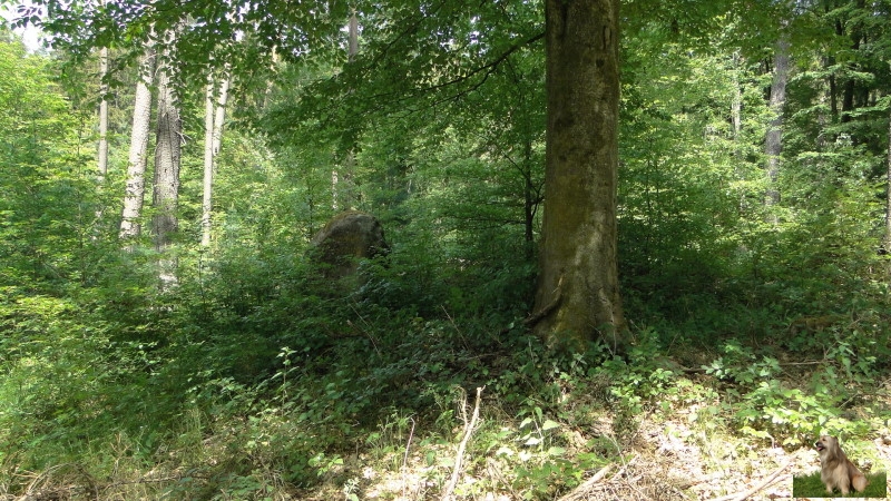 Ritterstein Nr. 264-7b Scheidhütte Niliusburg.JPG - Ritterstein Nr.264 Scheidhütte Niliusburg